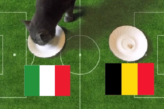 Tiên tri mèo dự đoán Italia vs Bỉ, 20h ngày 10/10 - Ảnh 3