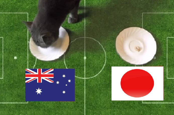 Tiên tri mèo dự đoán Nhật Bản vs Australia, 17h15 ngày 12/10 - Ảnh 1