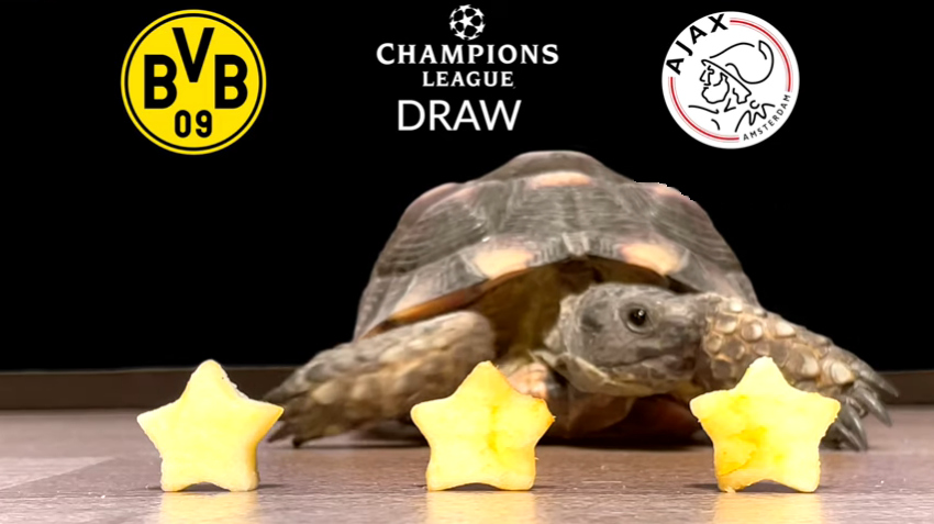 Rùa tiên tri dự đoán Dortmund vs Ajax, 3h ngày 4/11 - Ảnh 1