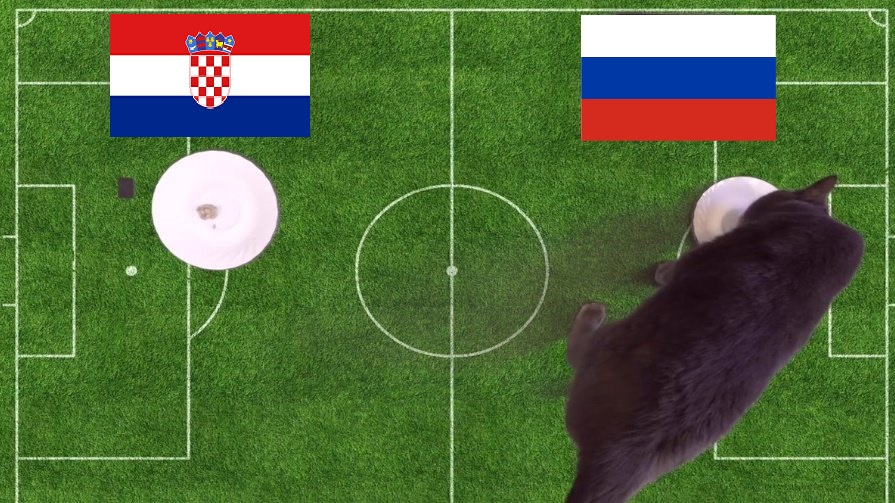 Tiên tri mèo Cass dự đoán dự đoán Croatia vs Nga, 21h ngày 14/11 - Ảnh 1