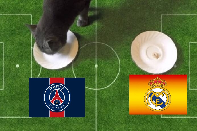 Tiên tri mèo dự đoán PSG vs Real Madrid, 3h ngày 16/2 - Ảnh 1