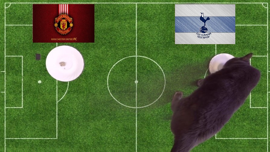 Tiên tri mèo dự đoán MU vs Tottenham, 0h30 ngày 13/3 - Ảnh 1