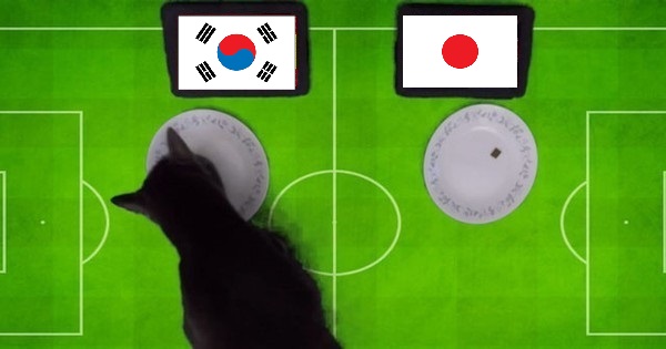 Tiên tri mèo Cass dự đoán U23 Hàn Quốc vs U23 Nhật Bản, 20h ngày 12/6 - Ảnh 1