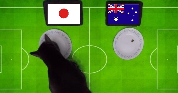 Tiên tri mèo Cass dự đoán U23 Nhật Bản vs U23 Úc, 20h ngày 18/6 - Ảnh 1