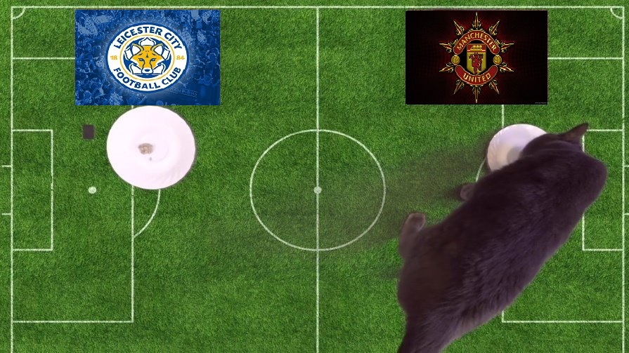 Tiên tri mèo Cass dự đoán Leicester vs MU, 2h ngày 2/9 - Ảnh 1