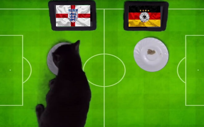 Tiên tri mèo Cass dự đoán Anh vs Đức, 1h45 ngày 27/9 - Ảnh 1