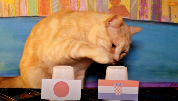 Tiên tri mèo dự đoán Nhật Bản vs Croatia, 22h ngày 5/12 - Ảnh 1