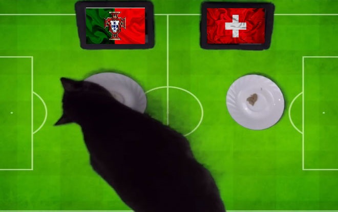 Tiên tri mèo Cass dự đoán Bồ Đào Nha vs Thụy Sĩ, 2h ngày 7/12 - Ảnh 1
