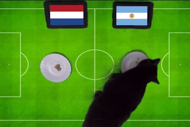 Tiên tri mèo Cass dự đoán Hà Lan vs Argentina, 2h ngày 10/12 - Ảnh 1