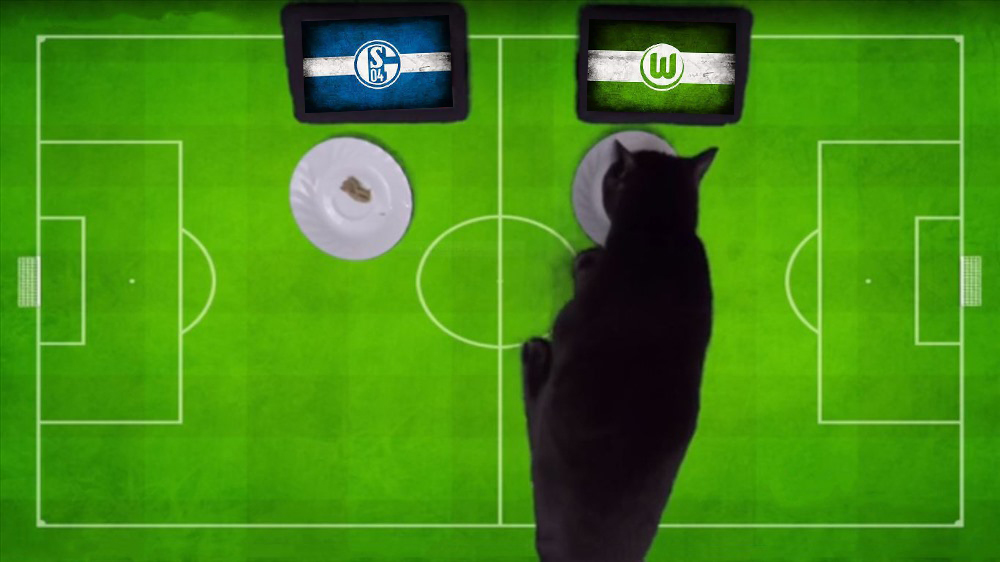 Tiên tri mèo Cass dự đoán Schalke vs Wolfsburg, 2h30 ngày 11/2 - Ảnh 1