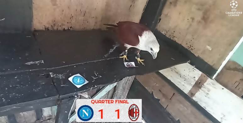 Tiên tri đại bàng dự đoán kết quả Napoli vs Milan, 02h00 ngày 19/4 - Ảnh 1