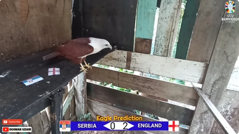 Đại bàng tiên tri dự đoán Serbia vs Anh, 2h00 ngày 17/6 - Ảnh 1