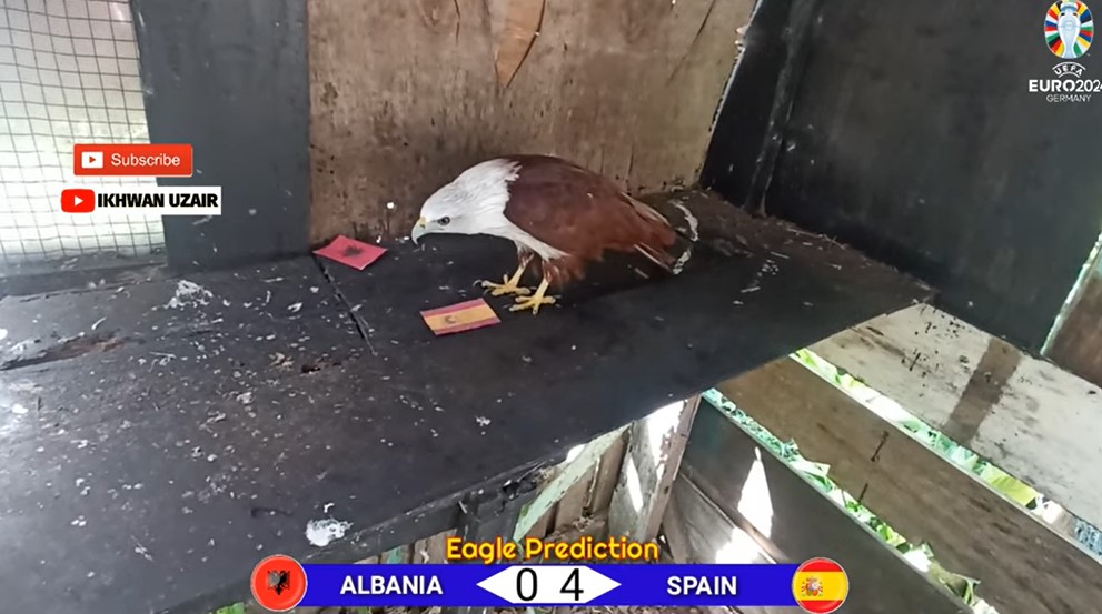 Đại bàng dự đoán Albania vs Tây Ban Nha, 2h00 ngày 25/6 - Ảnh 1