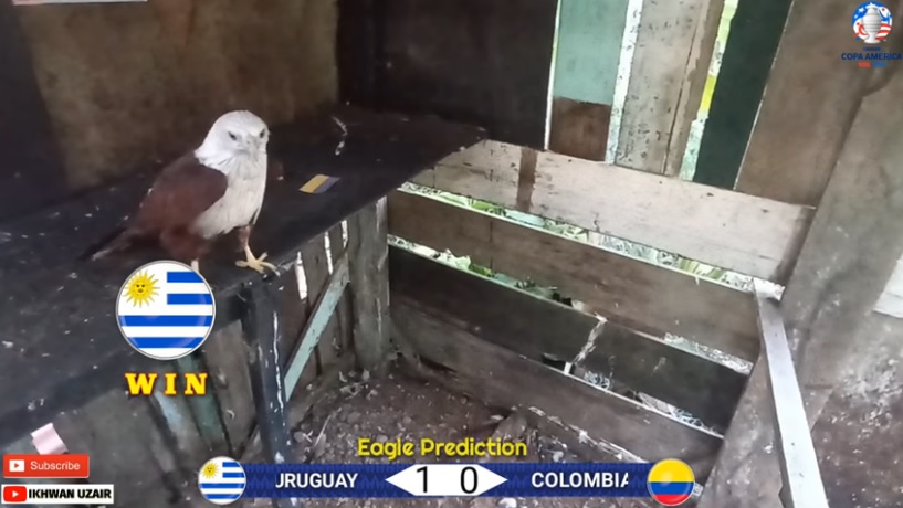 Đại bàng tiên tri Uruguay vs Colombia, 7h00 ngày 11/7 - Ảnh 1